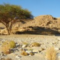A lone tree in the desert of Sinai.