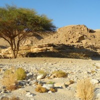 A lone tree in the desert of Sinai.