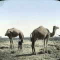 090 - Egypt - Camels, desert