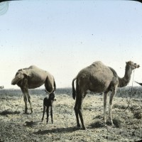 090 - Egypt - Camels, desert