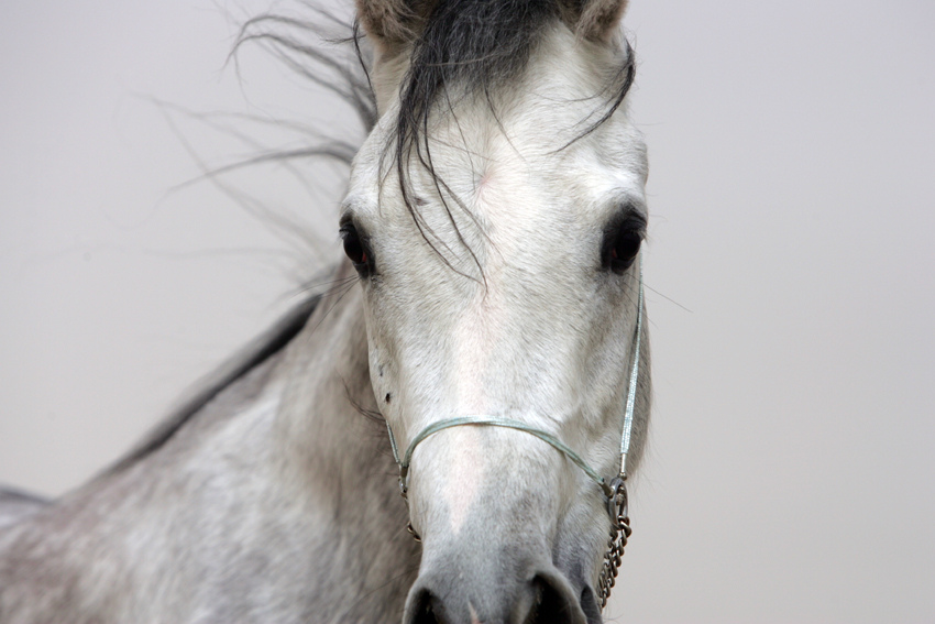 Arabian Horse by jagenau, on Flickr